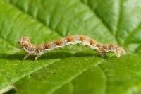 Erannis defoliaria