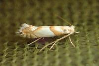 Phyllonorycter roboris