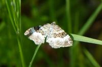 Epirrhoe rivata