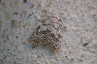 Nola confusalis