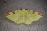 Opisthograptis luteolata