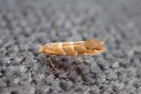 Cameraria ohridella
