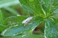 Elachista canapennella