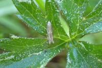 Elachista canapennella