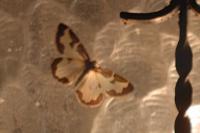 Lomaspilis marginata