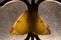 Opisthograptis luteolata