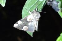 Thyatira batis