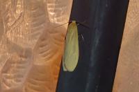 Wittia sororcula
