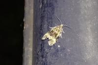Celypha lacunana
