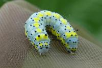Diloba caeruleocephala