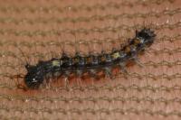 Lymantria dispar
