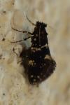 Narycia duplicella