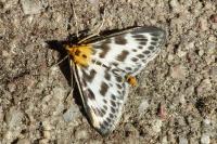 Anania hortulata