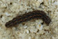 Eilema caniola