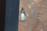 Notocelia cynosbatella