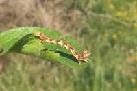 Erannis defoliaria