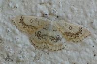 Cyclophora annularia