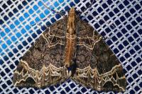Ecliptopera silaceata