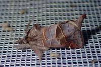 Clostera pigra