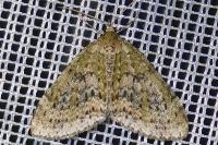 Acasis viretata