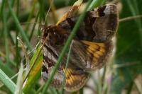 Euclidia glyphica