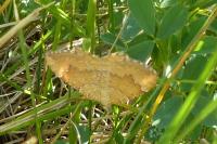 Camptogramma bilineata