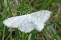Scopula immutata
