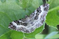 Epirrhoe tristata