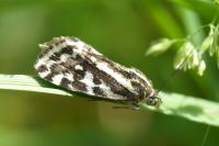 Emmelia trabealis