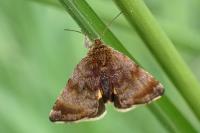 Panemeria tenebrata