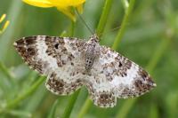 Epirrhoe alternata