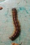 Malacosoma neustria