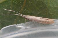 Coleophora caespititiella