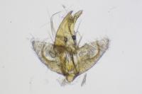 Borkhausenia minutella
