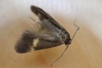 Borkhausenia minutella