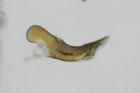 Borkhausenia minutella