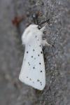 Spilosoma lubricipeda