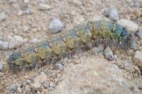 Poecilocampa populi populi