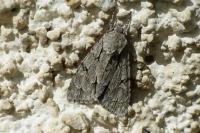 Acronicta psi/tridens