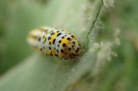 Cucullia verbasci