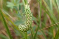 Cucullia chamomillae