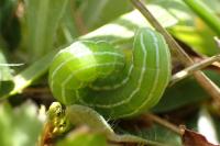 Amphipyra tragopoginis