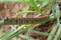 Malacosoma neustria