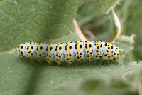 Cucullia verbasci