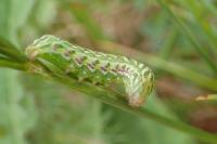 Cucullia chamomillae