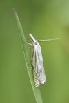 Crambus lathoniellus