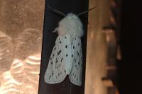 Spilosoma lubricipeda