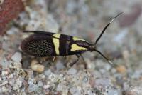 Dasycera oliviella