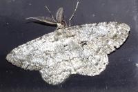 Hypomecis roboraria