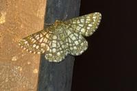 Chiasmia clathrata
